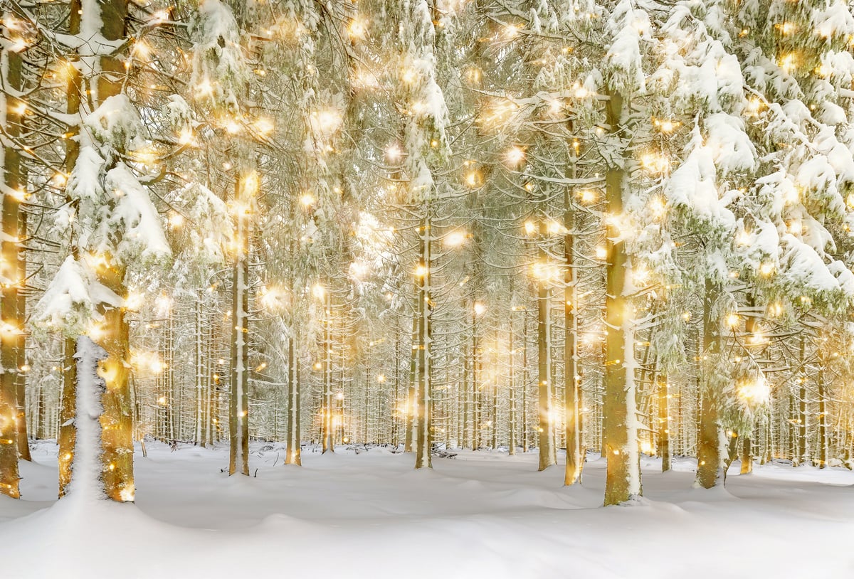Fairy lights in a snow covered spruce forest stock photo